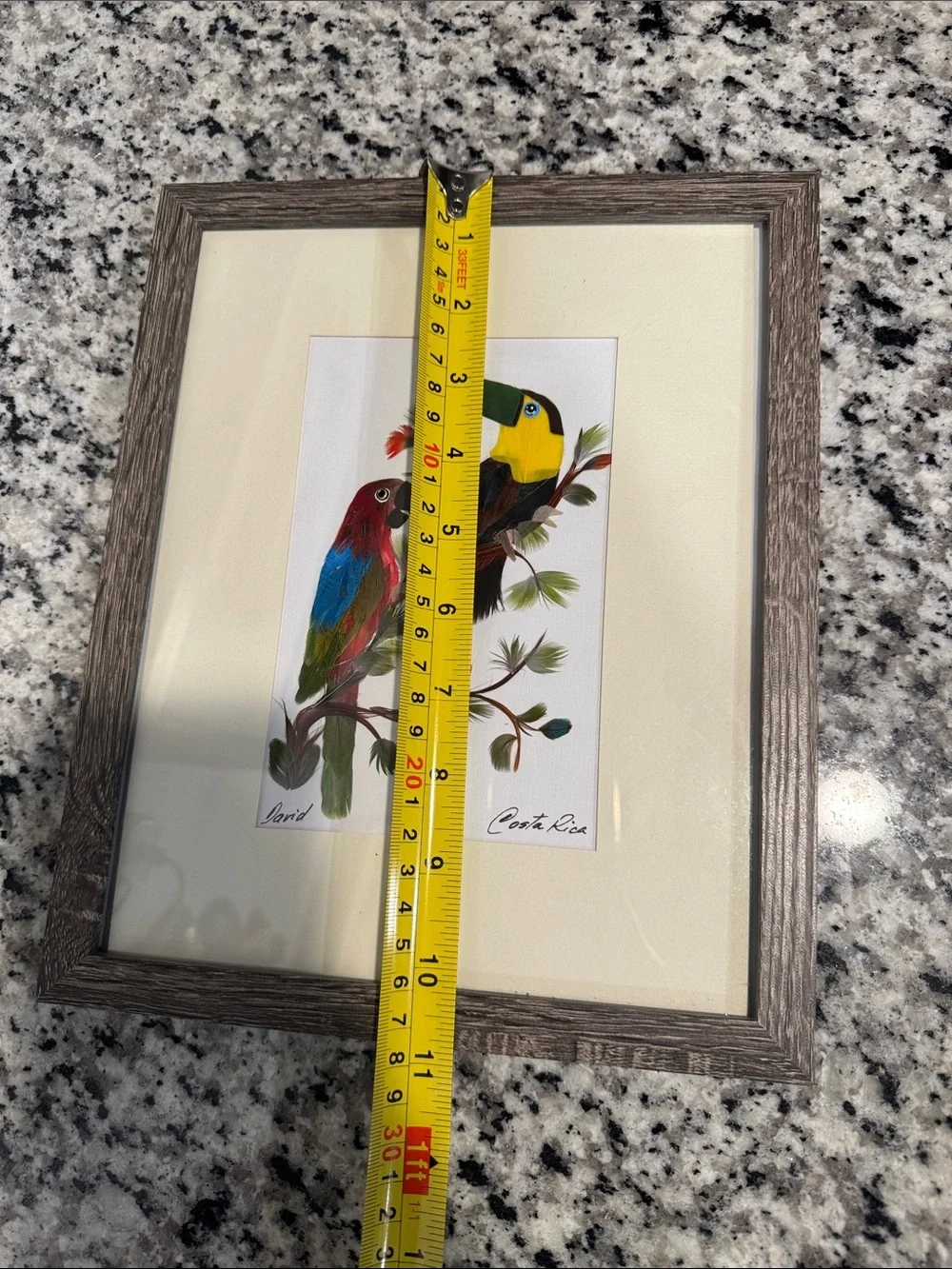Framed feather art parrot Costa Rica